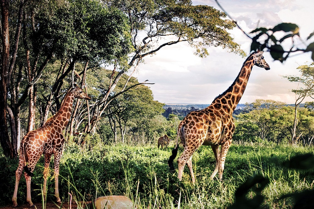 Safari Africa